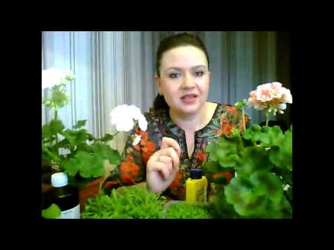 Перекись водорода для растений! Польза и вред!