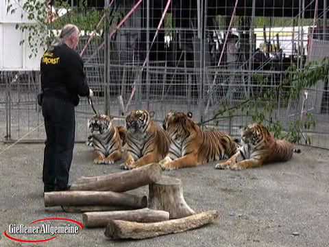 Erster Auftritt nach Tigerangriff