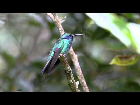 Colibri thalassinus