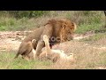 Lion Mating Sher Sex Krte Hua Sherni Cross Hoti Hui Sher Aur Sherni Ki Sexi Video SC Animal