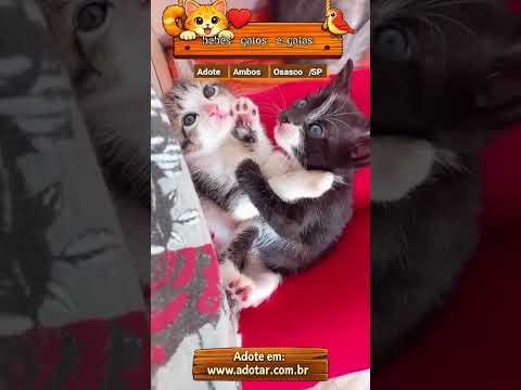Vídeo de Gata