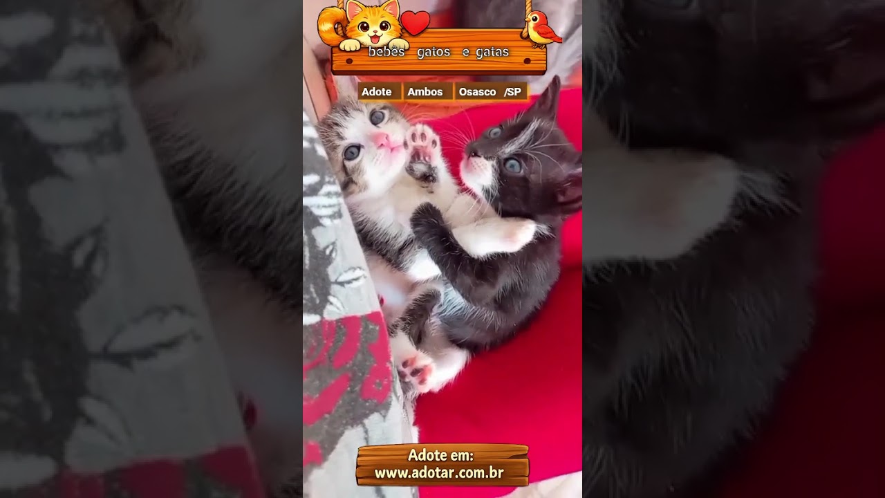 Gato raça SRD-ViraLata idade Abaixo de 2 meses nome bebês gatas??