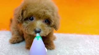 タイニープードルの動画01