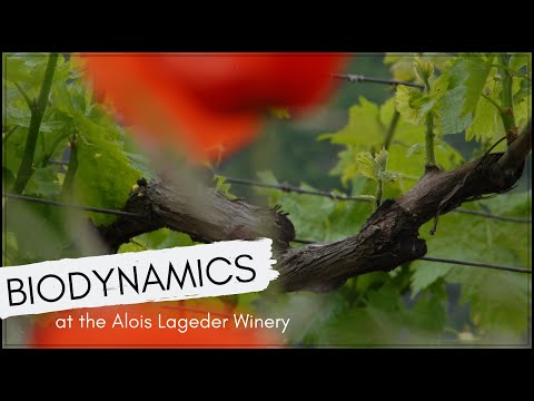 Biodynamic agriculture at the Alois Lageder Winery