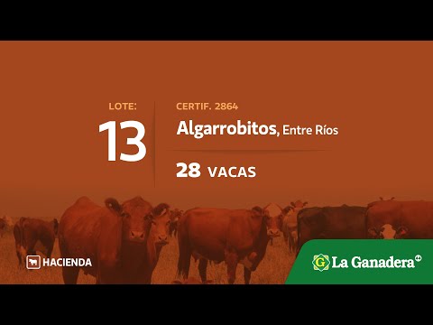 Vacas en Algarrobitos (E.Rios)