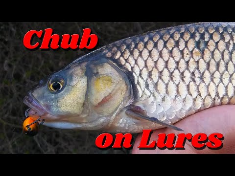 Chub fishing with twitch Baits. Spinning la clean cu Twitch Baits.