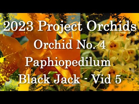 2023 Project Orchids - Paphiopedilum Black Jack (Vid 5)