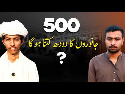 500+ Cows Farm in Pakistan | Amazing Dairy Setup