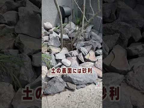 岩石のグランドカバー植物、匍匐性の多年草、Aubrieta 常緑樹の葉