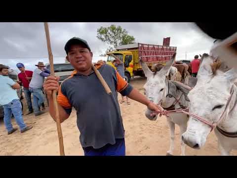 Horse Fair in Dois Riachos - AL 14 - 01 - 2026 #northeast