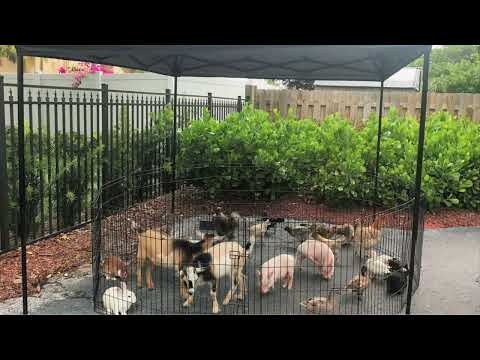 Rockers - Petting Zoo 🐐🐖🐇🐥