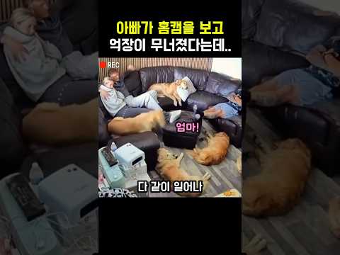 엄마와 아빠 차별하는 리트리버 #댕댕이 #골든리트리버 #개 #반려견 #멍멍이