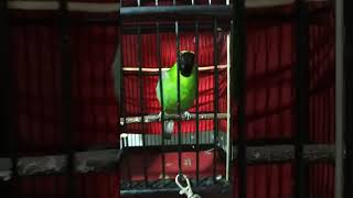 Download lagu cucak ijo isian lovebird sambung Gereja tarung mp3