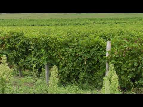 Reč struke ep. 194 07.08.2018. NAJAVA