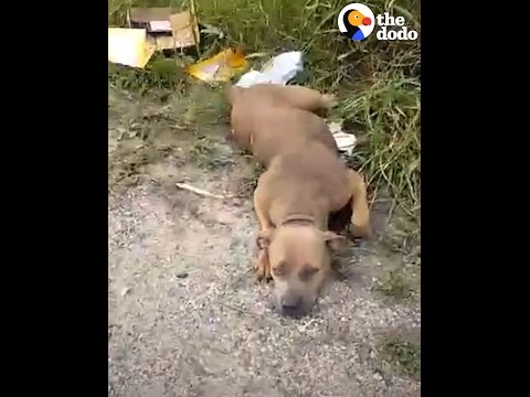 Dog Dumped On Road Can't Stop Wagging Her Tail | The...