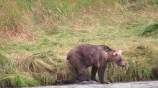 preview picture of video 'Haines, Alaska - Old Female Grizzly Bear Catches Fish'