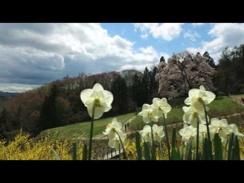 秋山の駒ザクラ 3分編集