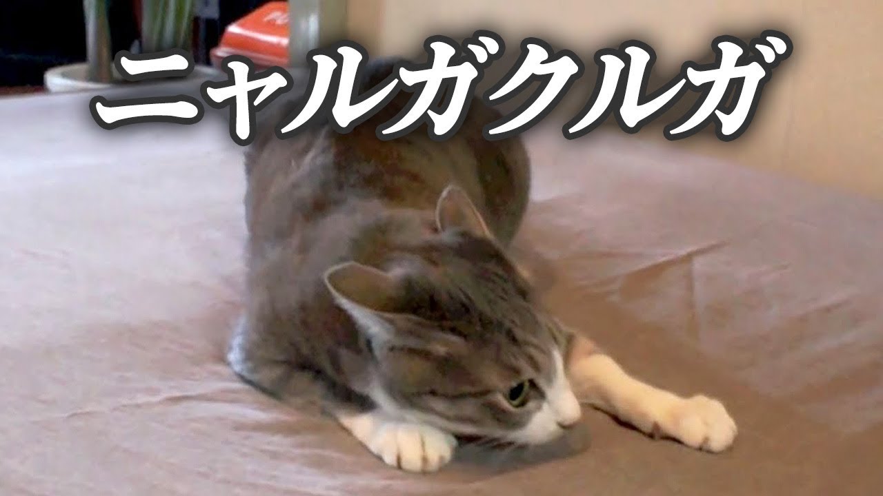 【ナルガクルガ】迅猫・ニャルガクルガ【モンハンライズ】のサムネイル画像