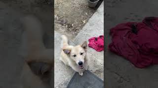 Download lagu ada maunya #dog #cute #doggielife #doglove #dogs #dogshorts #goldenretriever #animals #pets #cute mp3