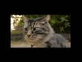 The Good The Bad And The Ugly Cat