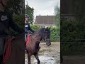 Hongre pur race espagnol