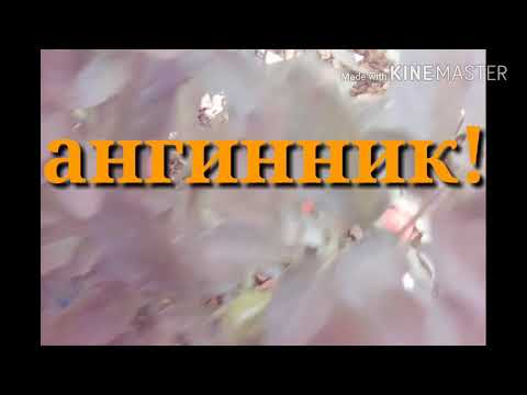 АНГИННИК! Полезное растение! Болезни горла не страшны!