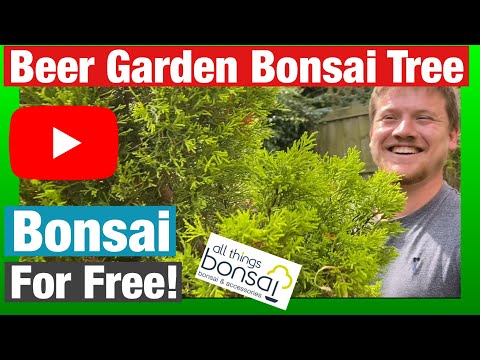 Beer Garden Bonsai Tree Part 1 - Bonsai for free from a conifer we blagged from Ash’s local