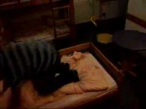 Bekloppte springen auf bett