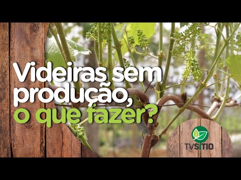 , title : 'O que fazer quando a videira já não está produtiva'