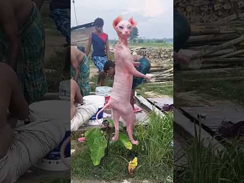 billi#admi#ke#tibal#ke#pa#dqnce#kar#rqha#hai