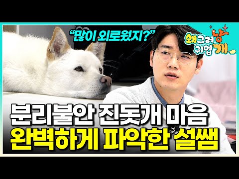 "말도 못 하고 혼자서 얼마나 힘들었을까..." 독립심 강하기로 유명한 진돗개의 극심한 분리불안 증세를 보고 모든 걸 꿰뚫은 설쌤│#왜그러냥귀엽개