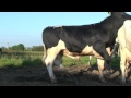 New Sweeper Holstein Friesain Bull From Moscow