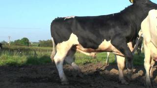 Download lagu New Sweeper Holstein - Friesain Bull from Moscow mp3