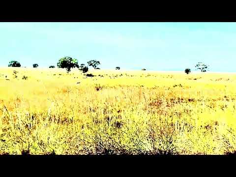 AGRONEGÓCIO EM NOVA ROMA, GOIÁS. 