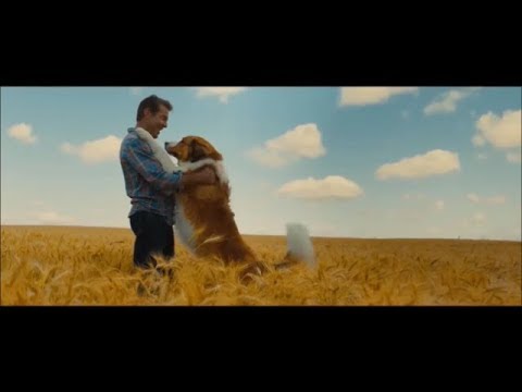 Собачья жизнь 2 | русский трейлер | Дата выхода 27 июня 2019