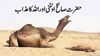 Hazrat Saleh AS  Aountni (Camel) aur Allah ka azab