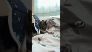 ニャルソックは休んですやすやお昼寝