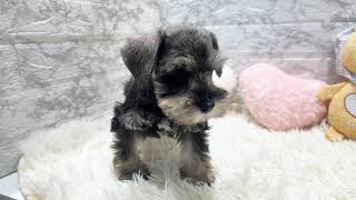 ミニチュアシュナウザーの動画01