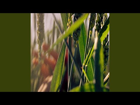 GLORY ARISE (Live)