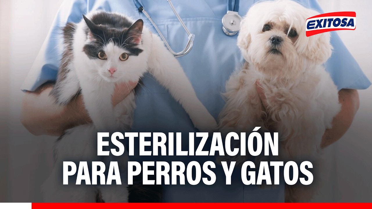 🔴🔵 Esterilización para perros y gatos
