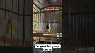 Download lagu Cungkok gacor full isian gereja tarung mp3