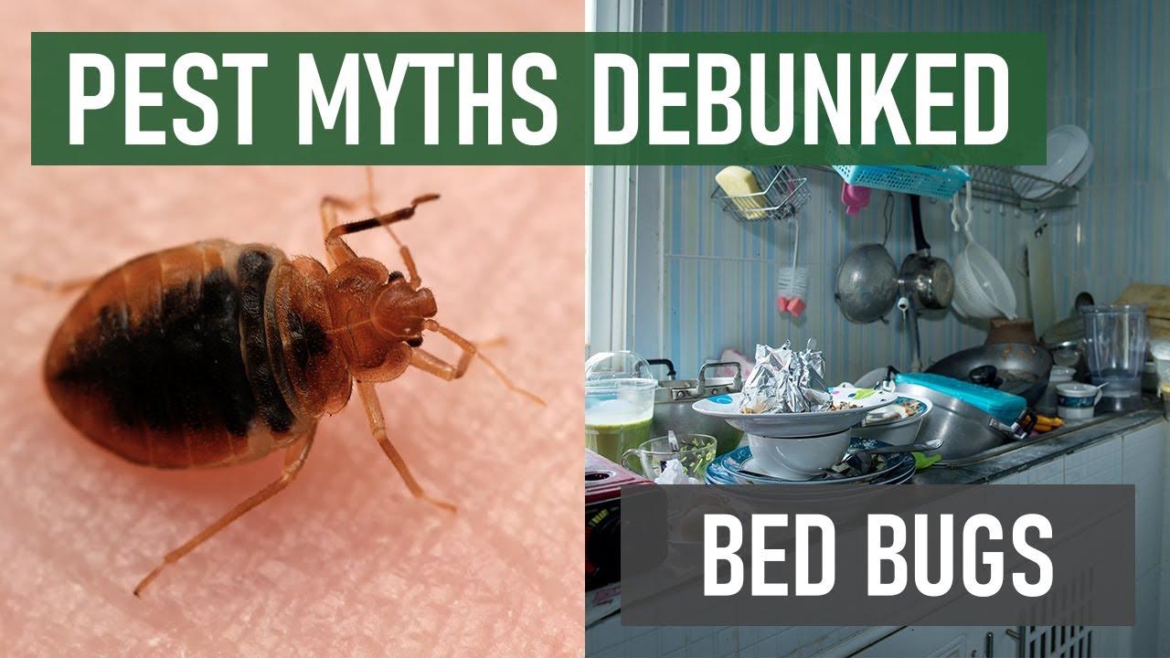 Can Bed Bugs Live on an Air Mattress? Myths Busted!