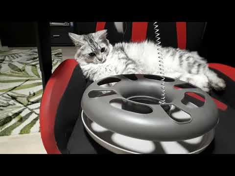 Nasze kicie: Mela i Furia [189]