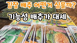 김장배추 이젠 기능성 배추가 대세다 이런 기능성 김장배추 어떠세요?