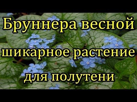 #Бруннера весной. Шикарное растение для полутени.