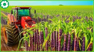 How Farmers Harvest 1.9 Billion Tons of Sugarcane by Machine | Agriculture Technology - The Engine