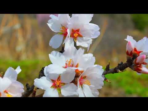 Opwekking 406 In uw naam komen wij 1B