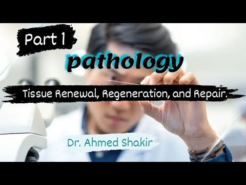 patho/part1/Dr.Ahmed:Tissue Renewal, Regeneration, and Repair