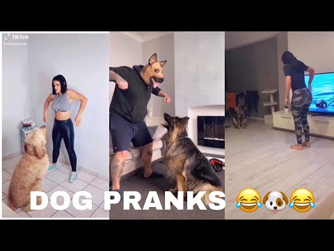 Dog Pranks and Challenges 😂🐶 on TIKTOK | Volume 1 🐶😂🐶