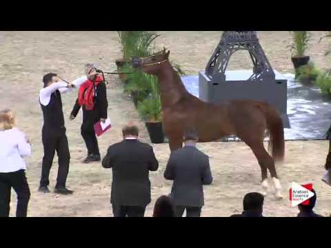 WAHC 2015 - Class CM 2B